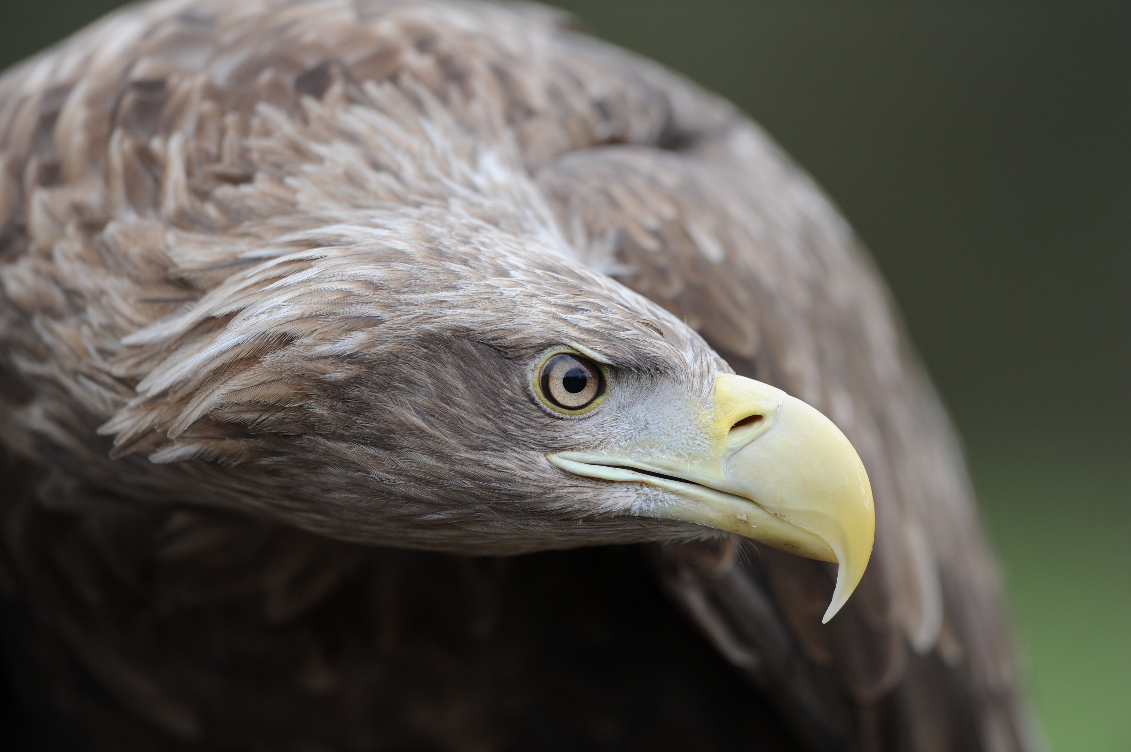Bald Eagle Gauntlet Bird of Prey Centre Knutsford # 1