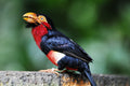 Bearded Barbet Singapore