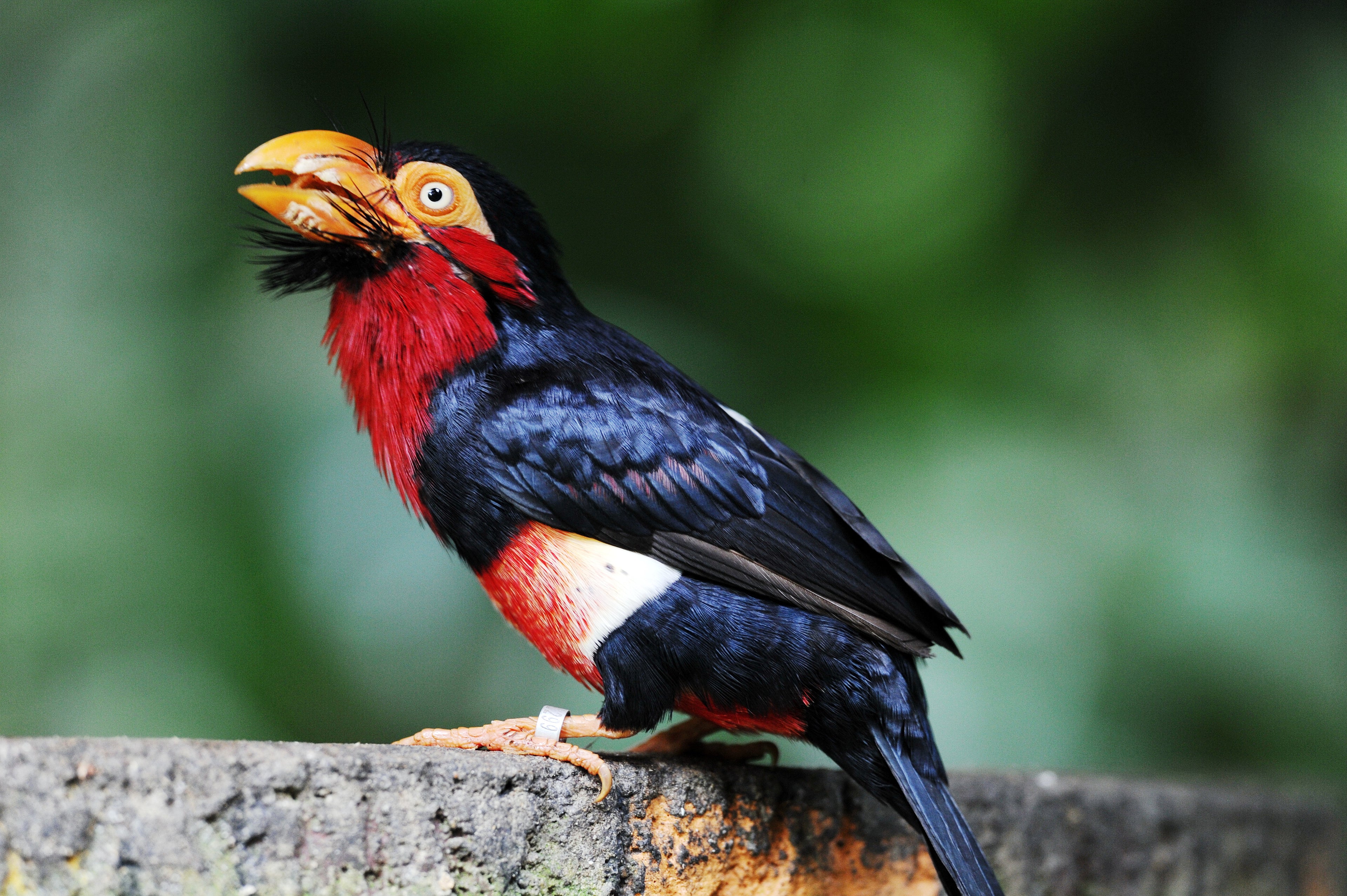 Bearded Barbet Singapore