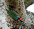 Red Crowned Barbet Chinese Gardens Singapore
