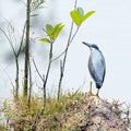 Black Crowned Night Heron Chinese Gardens Singapore # 1