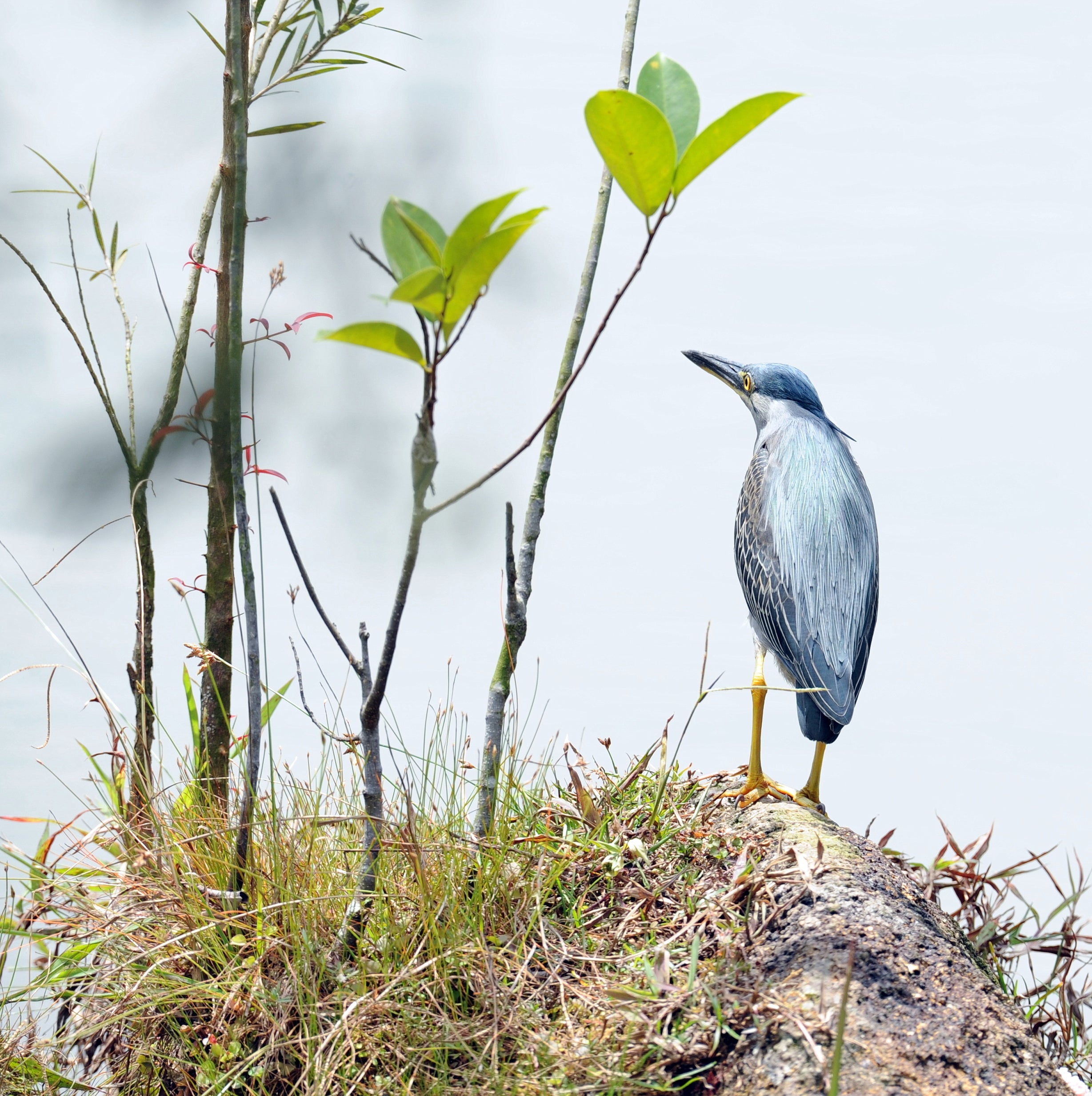 Black Crowned Night Heron Chinese Gardens Singapore # 1