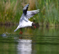 Black Headed Gull 'Aviemore Osprey' Aviemore Scotland # 1
