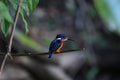 Blue Eared Kingfisher Hindhede Nature Park Singapore # 2
