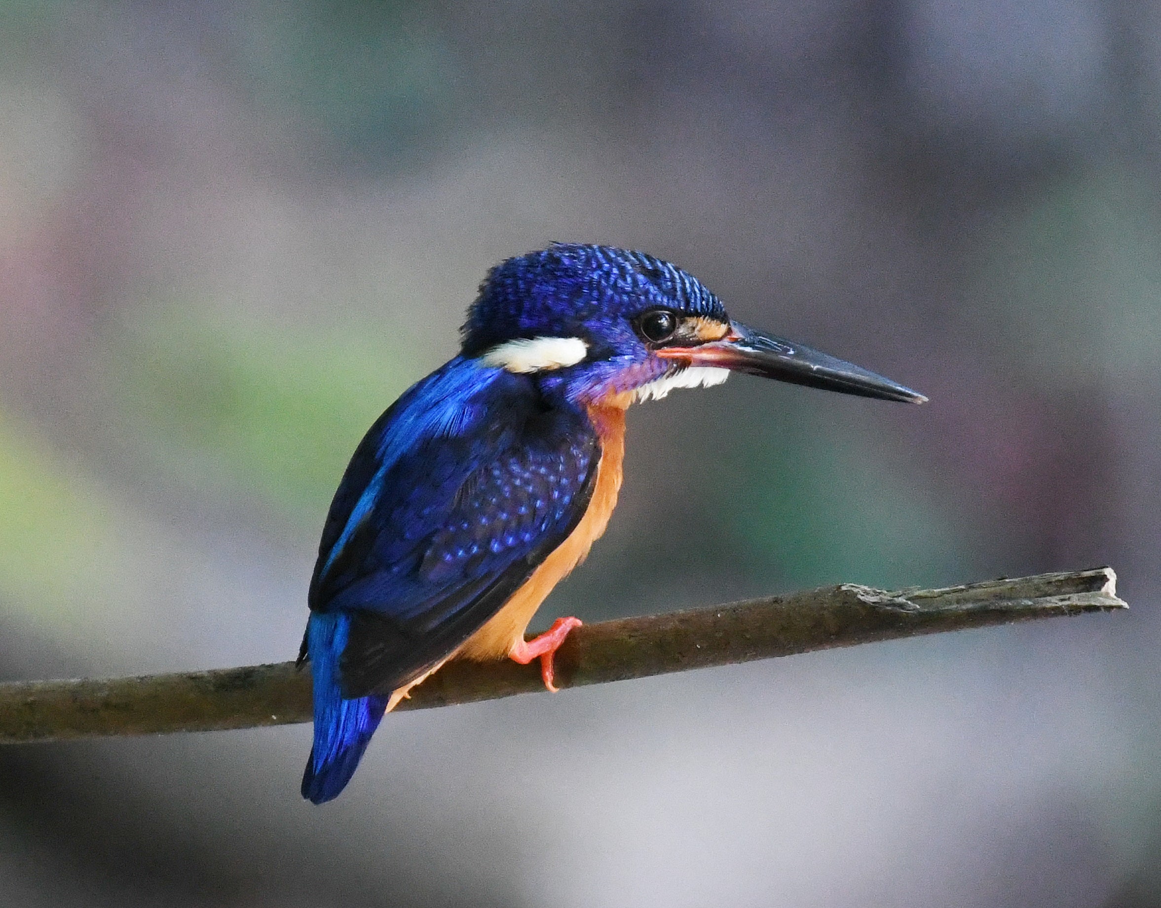 Blue Eared Kingfisher Hindhede Nature Park Singapore # 3