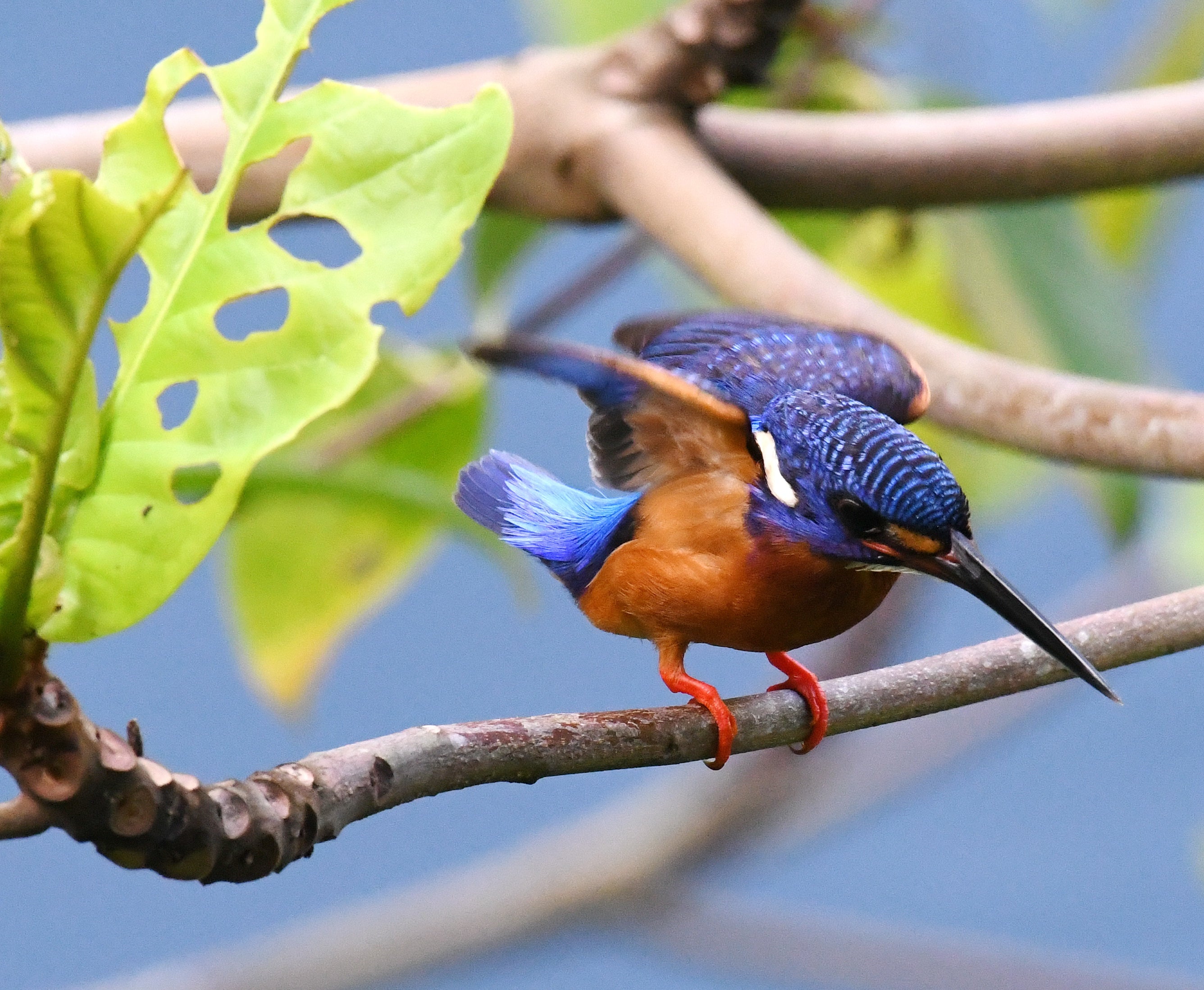 Blue Eared Kingfisher Hindhede Nature Park Singapore # 1
