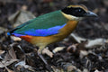 Blue Winged Pitta Singapore Botanical Gardens