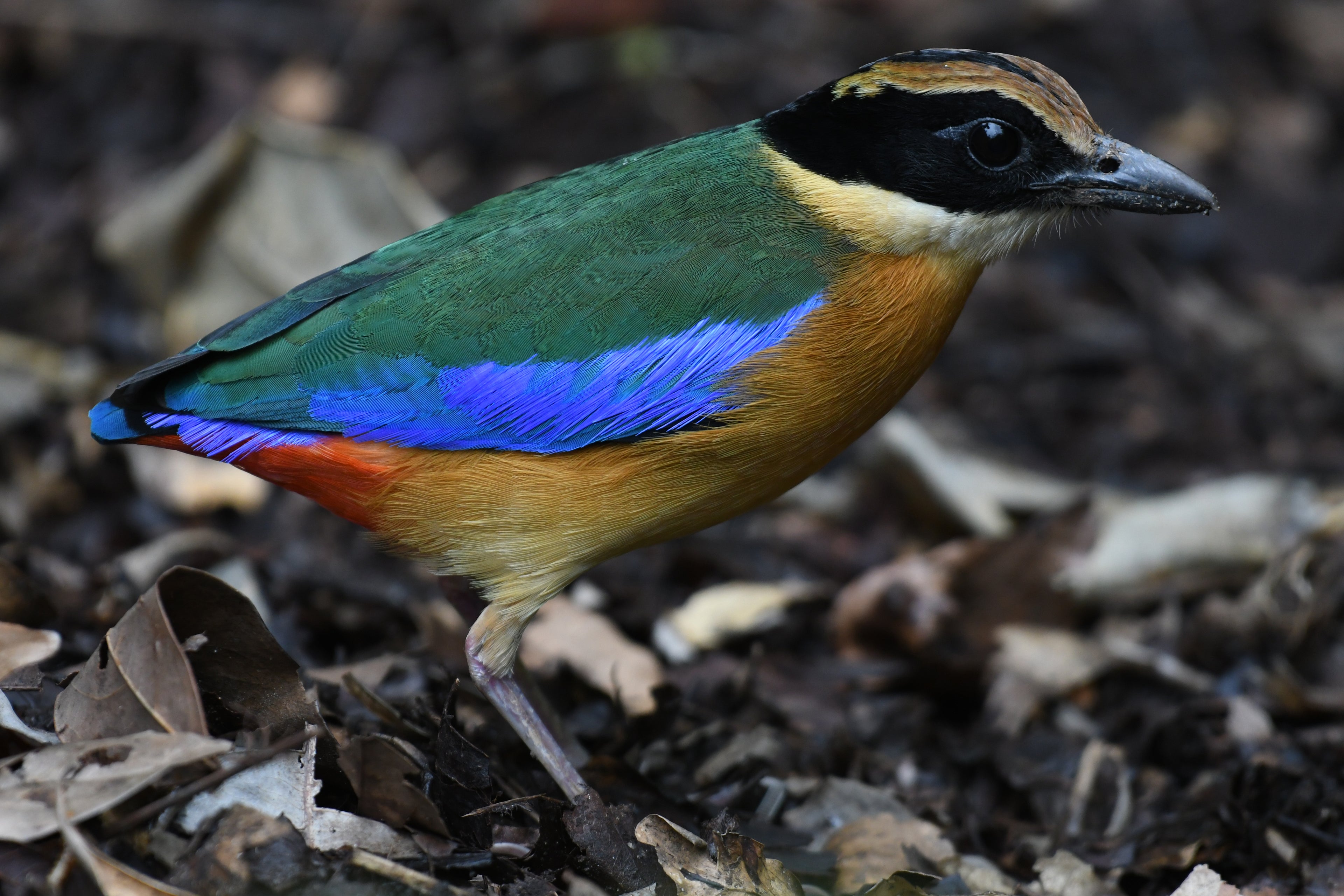 Blue Winged Pitta Singapore Botanical Gardens