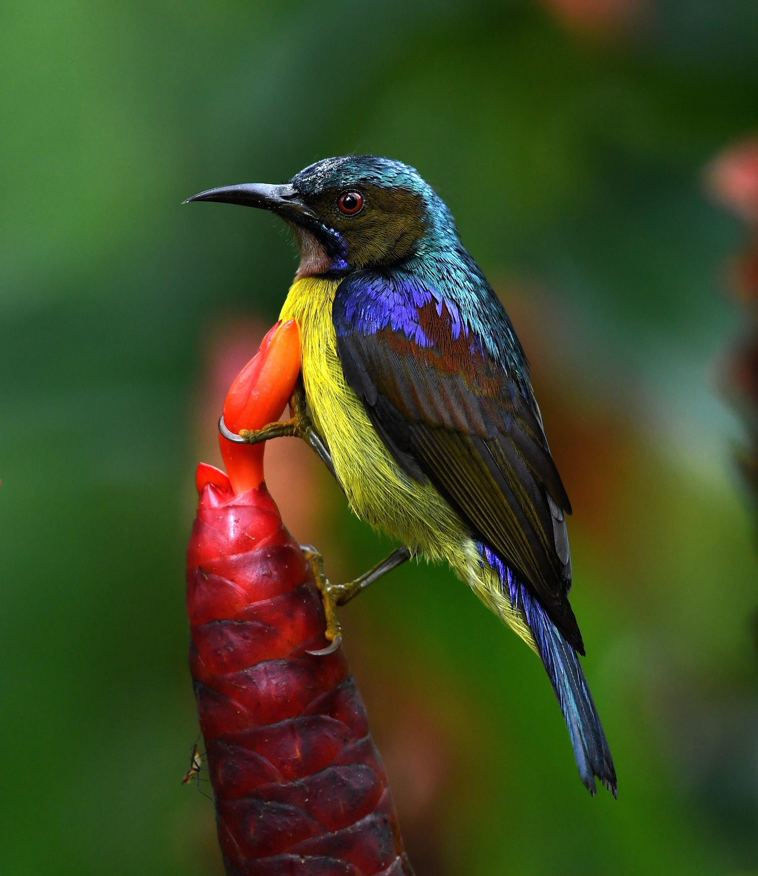 Male Brown Throated Sunbird Singapore Botanical Gardens # 2