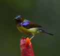 Male Brown Throated Sunbird Singapore Botanical Gardens # 1