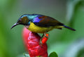 Male Brown Throated Sunbird Singapore Botanical Gardens # 4