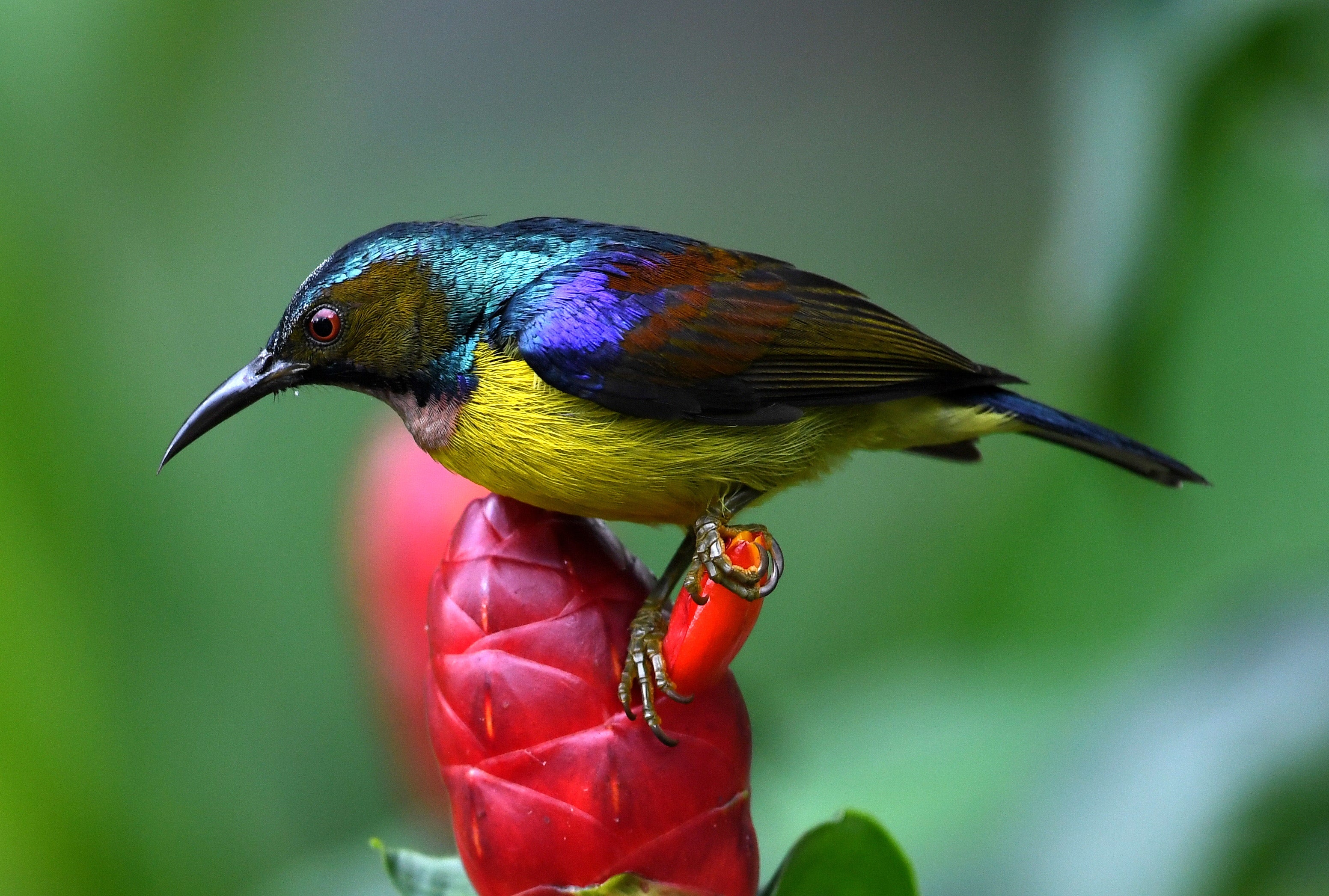 Male Brown Throated Sunbird Singapore Botanical Gardens # 4