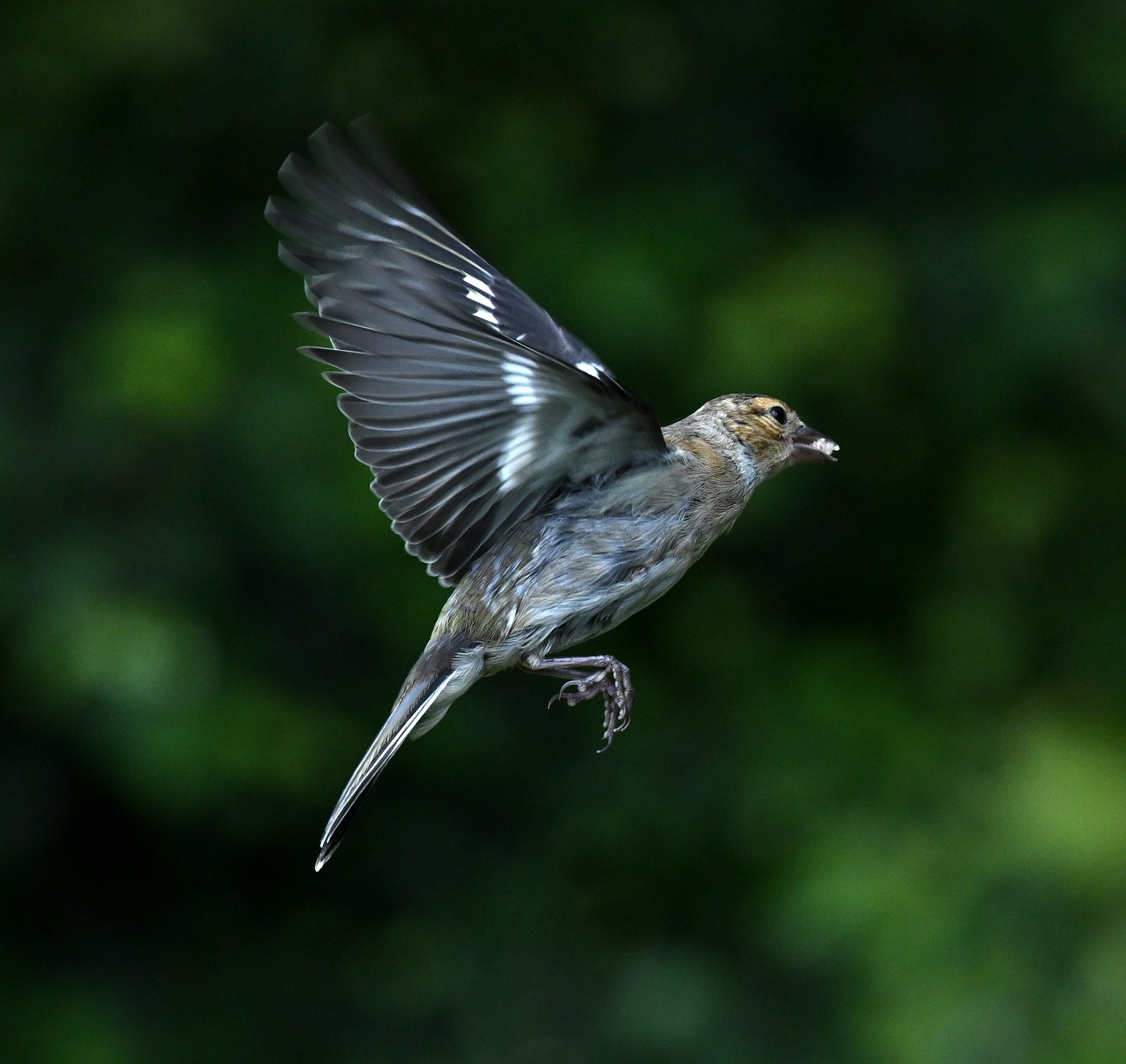 Female Chaffinch Blairgowrie Scotland # 1