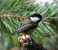 Coal Tit Loch Garten Scotland # 1