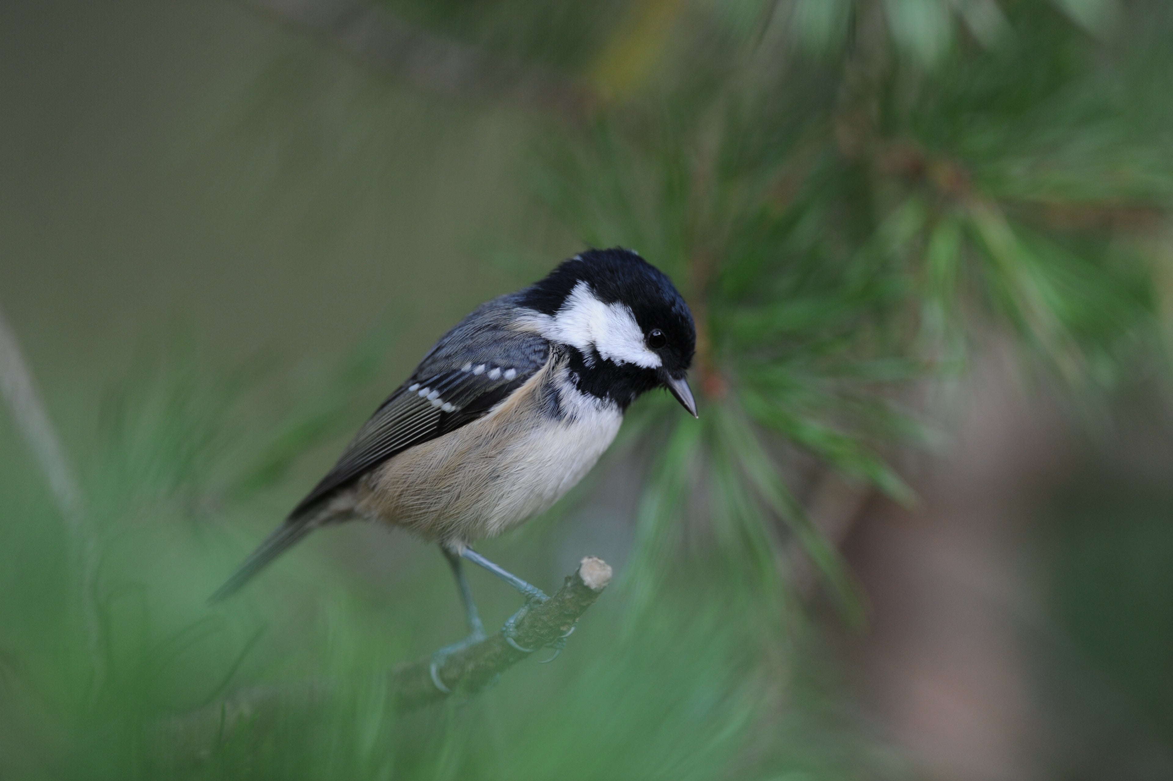Coal Tit Loch Garten Scotland # 2