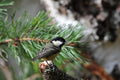 Coal Tit