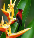 Male Crimson Sunbird on Heliconia Flower Singapore