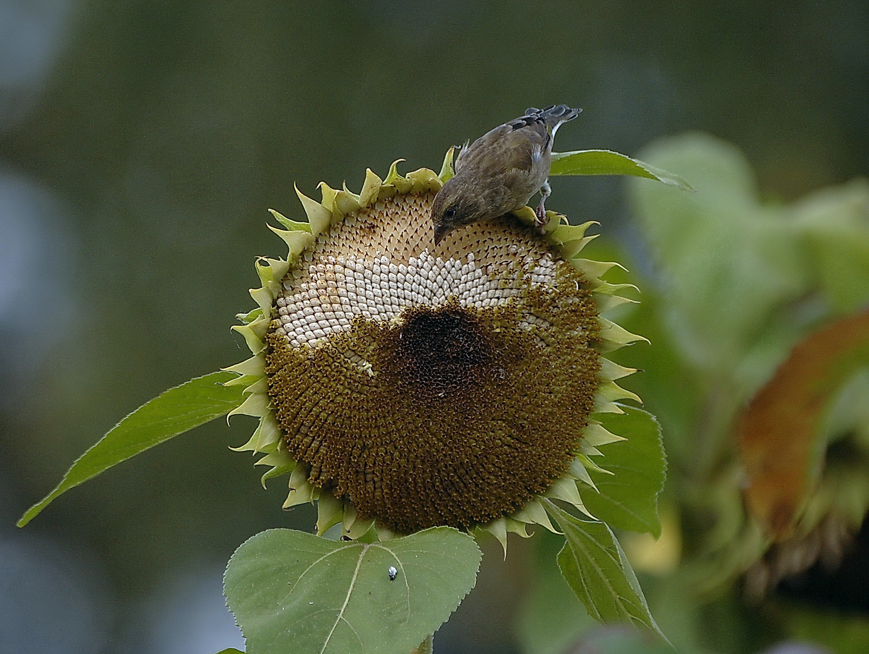 Green Finch on Sunflower Staffordshire
