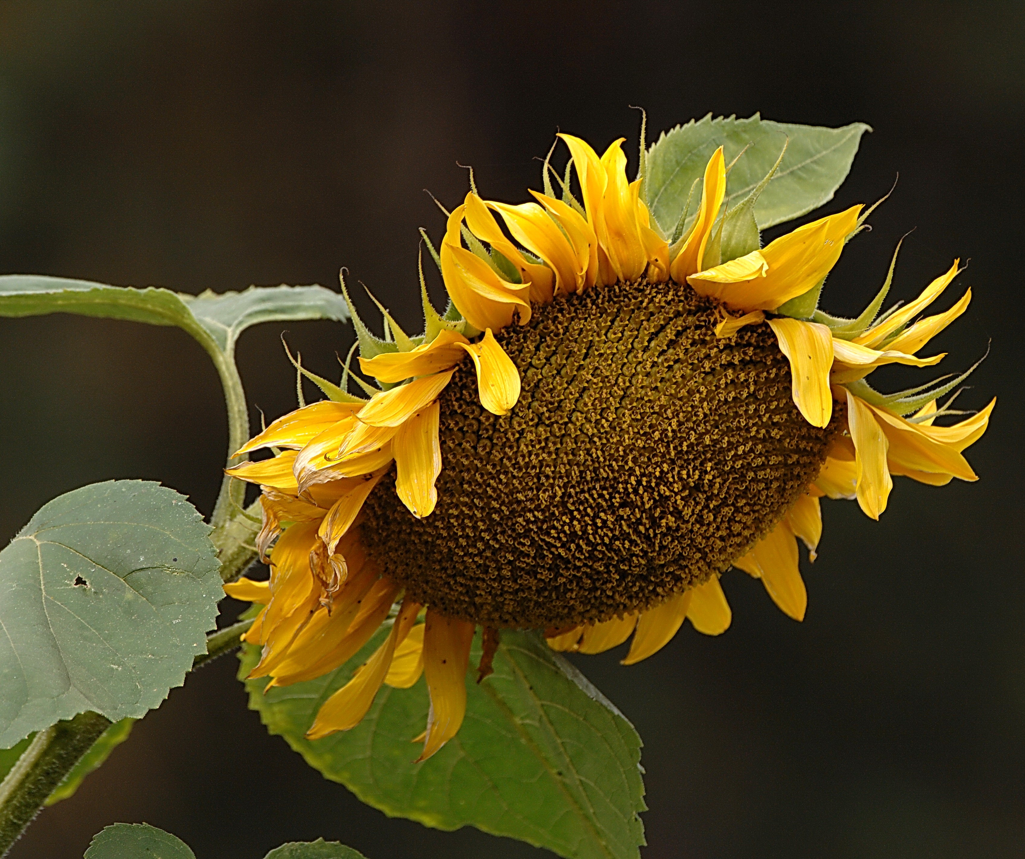 Giant Sunflower Staffordshire