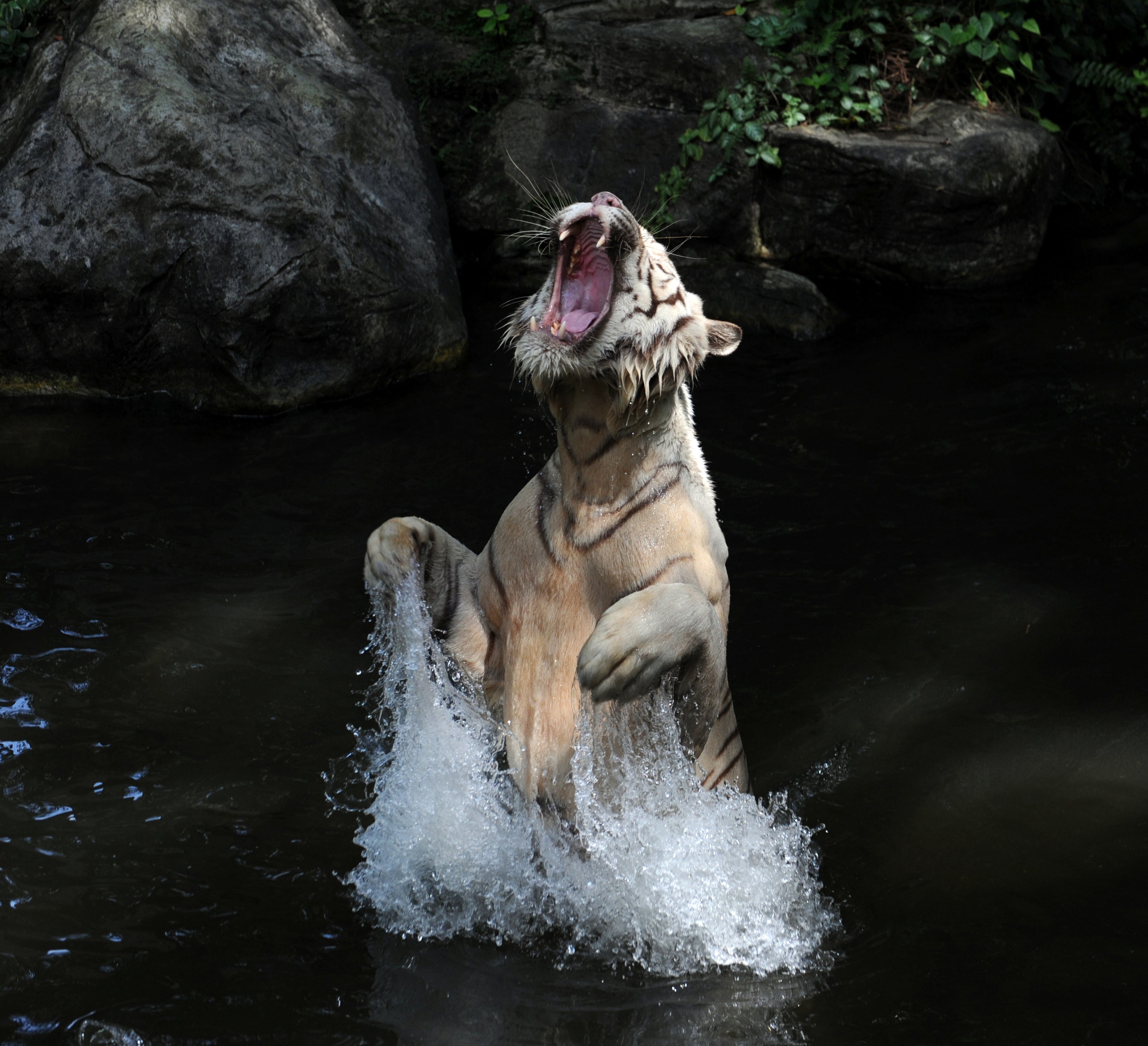 White Tiger Singapore # 1