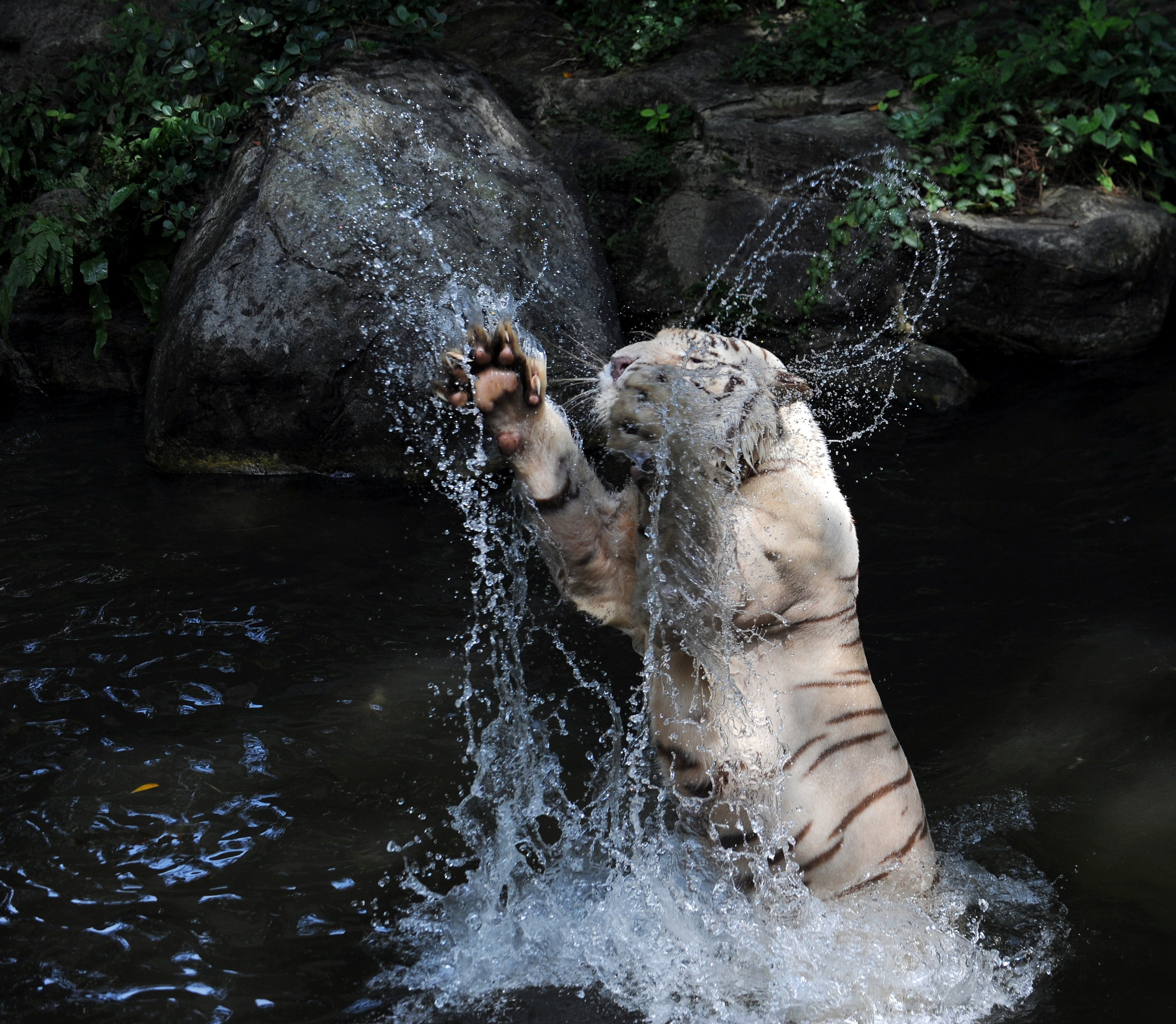 White Tiger Singapore # 2