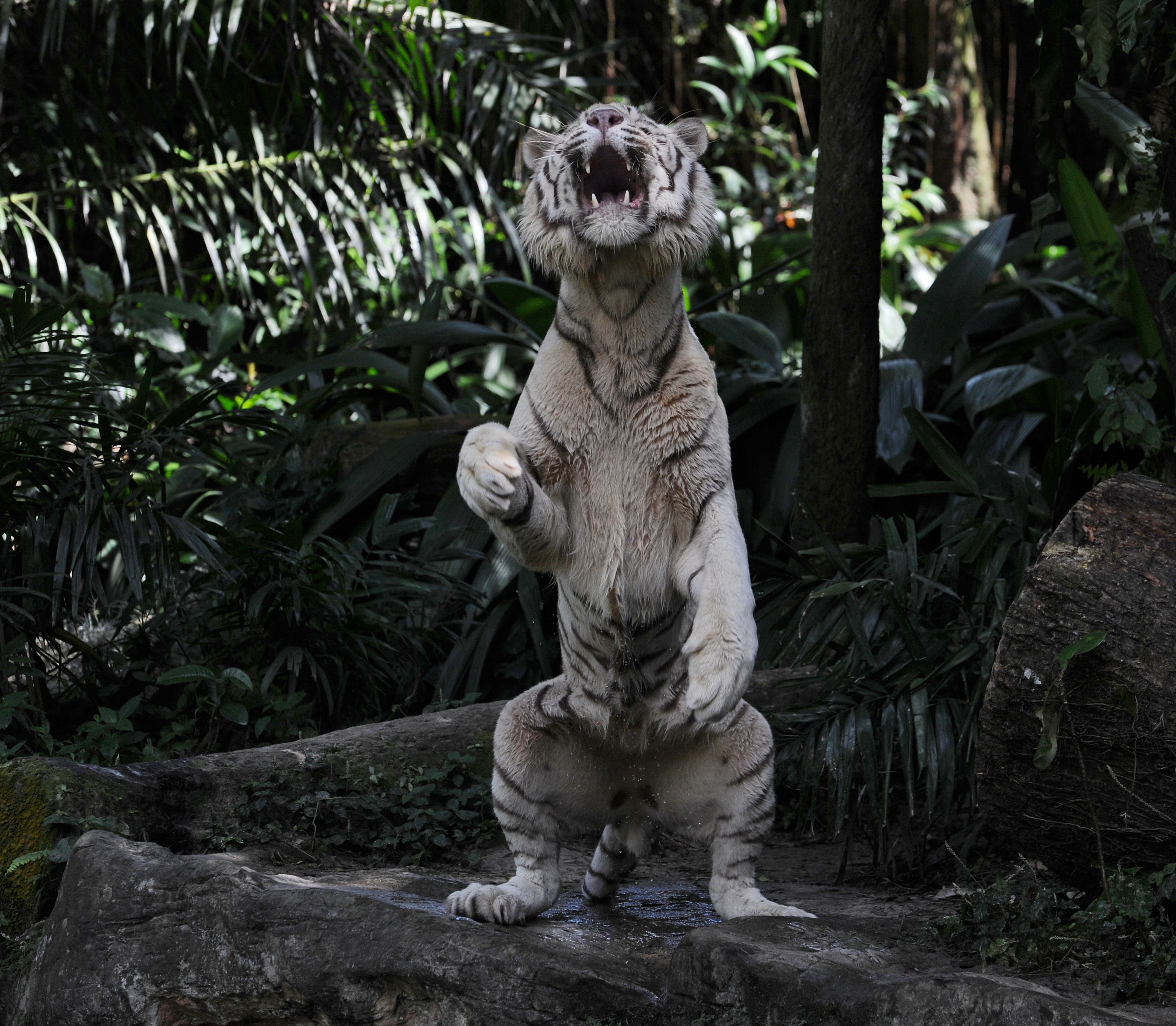 White Tiger Singapore # 3