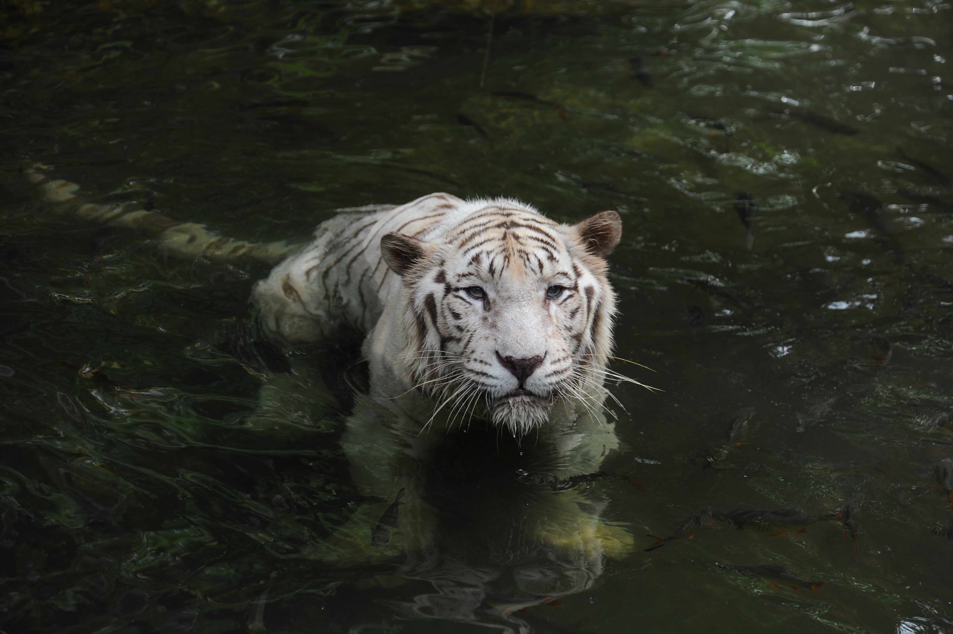 White Tiger Singapore # 4