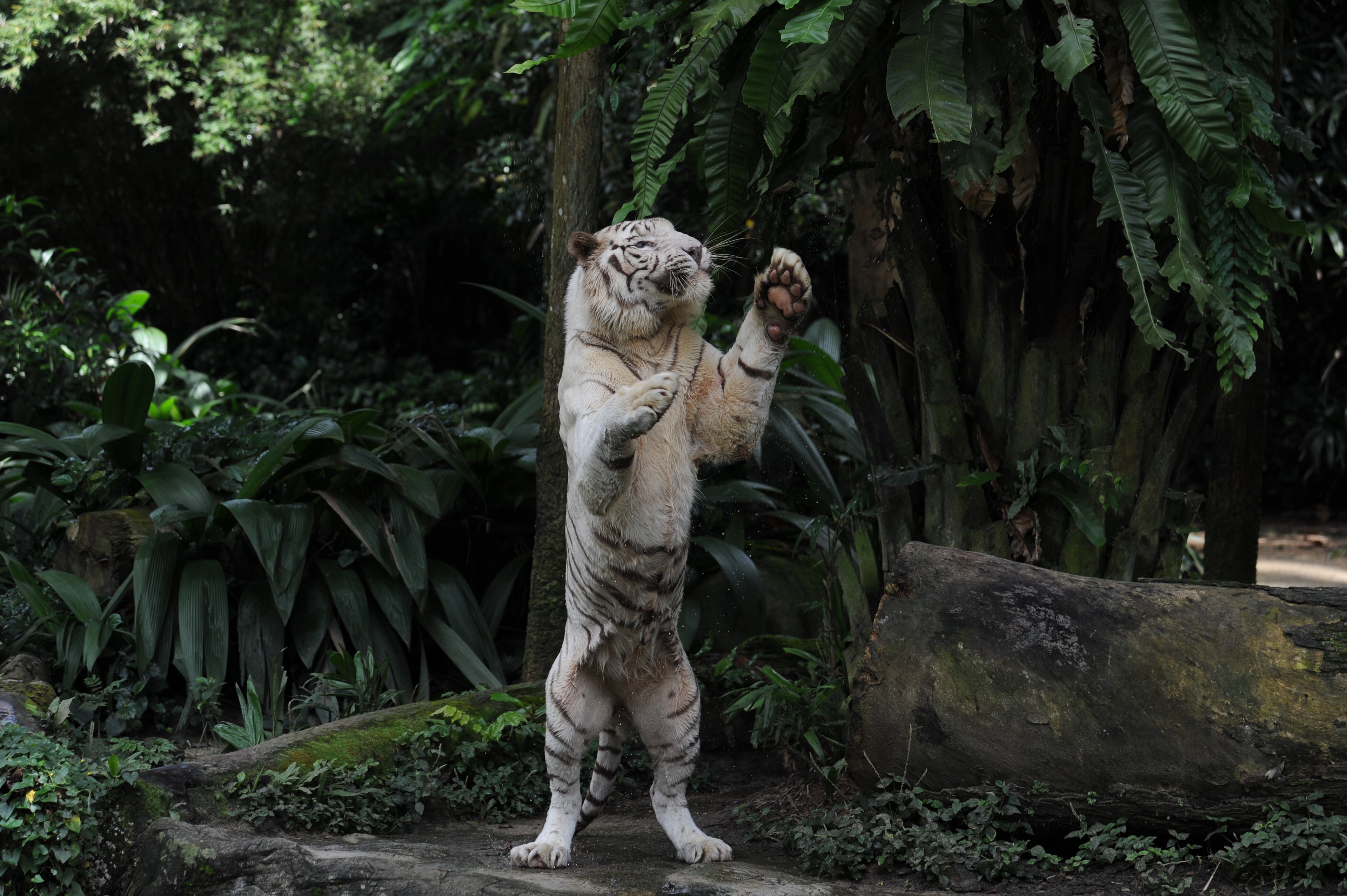 White Tiger Singapore # 5