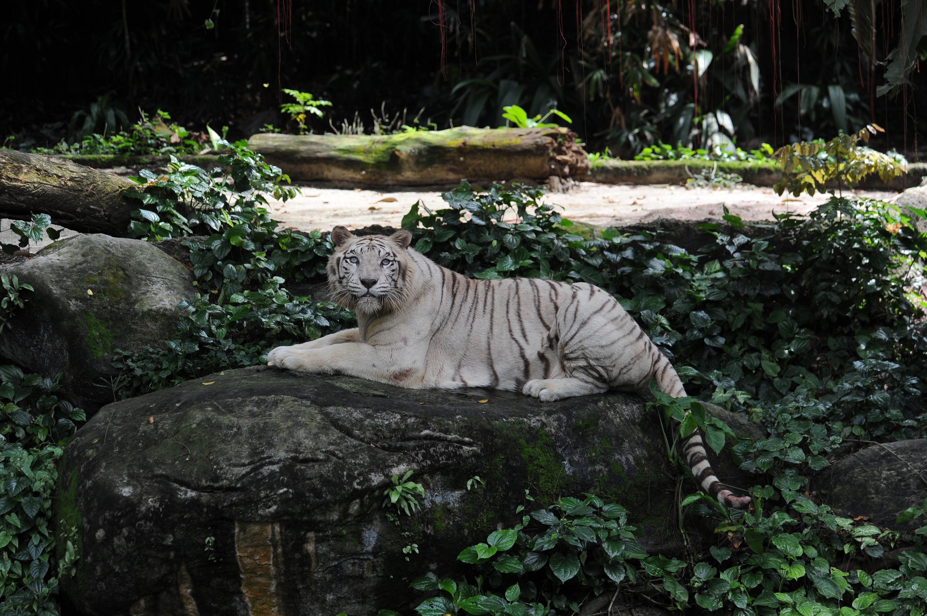 White Tiger Singapore # 6