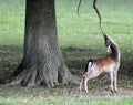 Deer The British Wildlife Centre Surrey