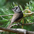 Crested Tit Loch Garten Scotland # 1