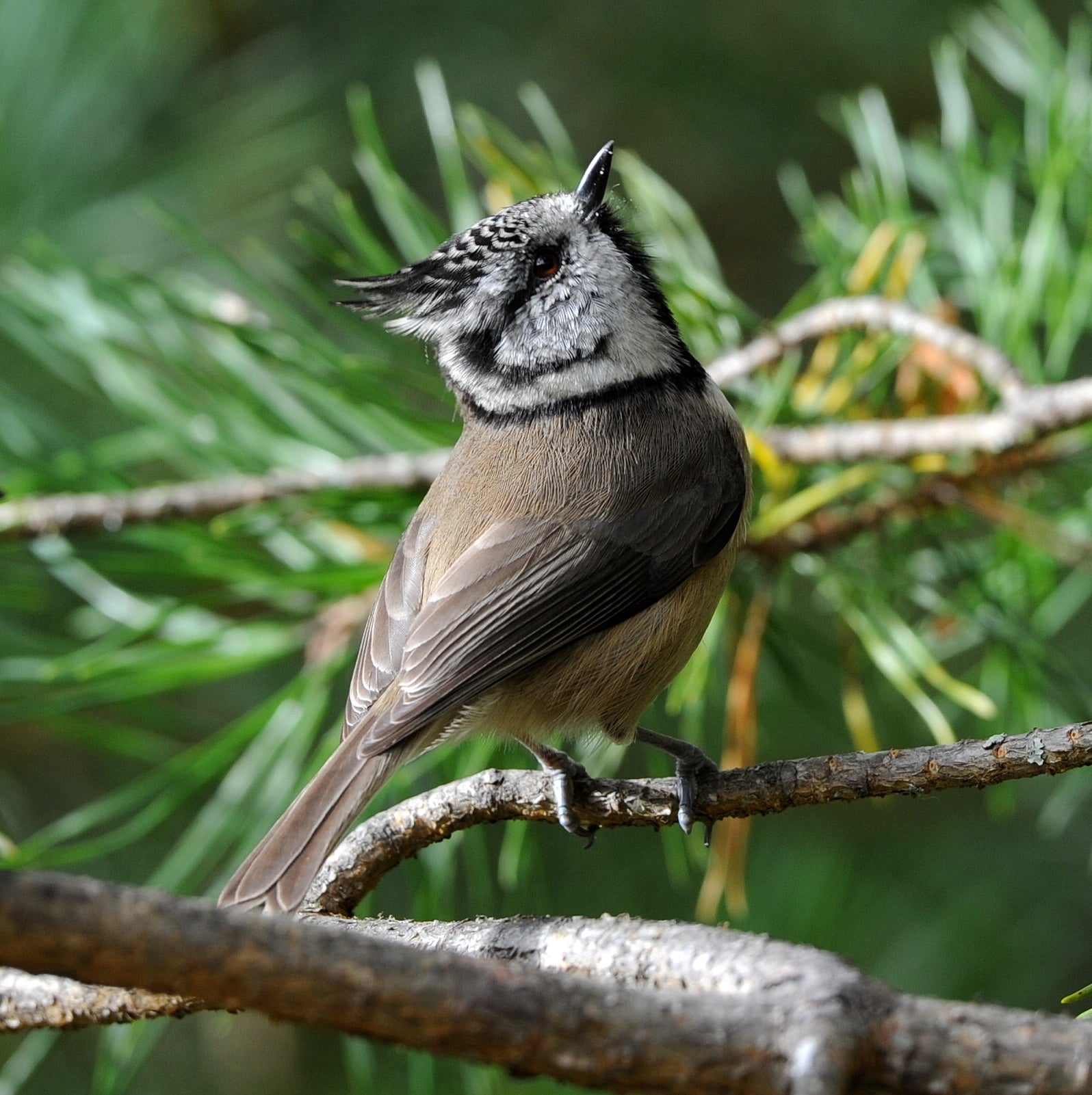 Crested Tit Loch Garten Scotland # 1