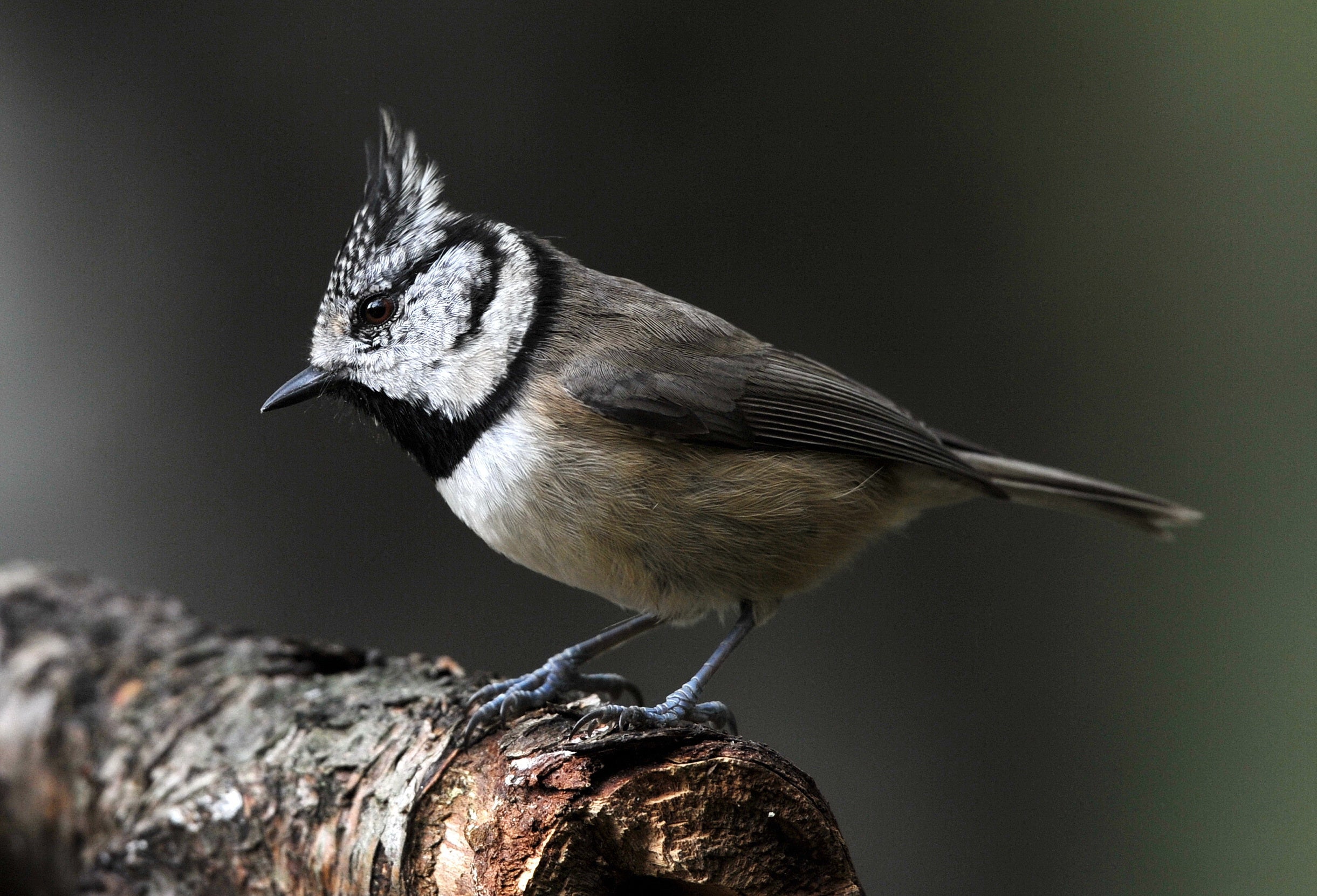 Crested Tit Loch Garten Scotland # 2