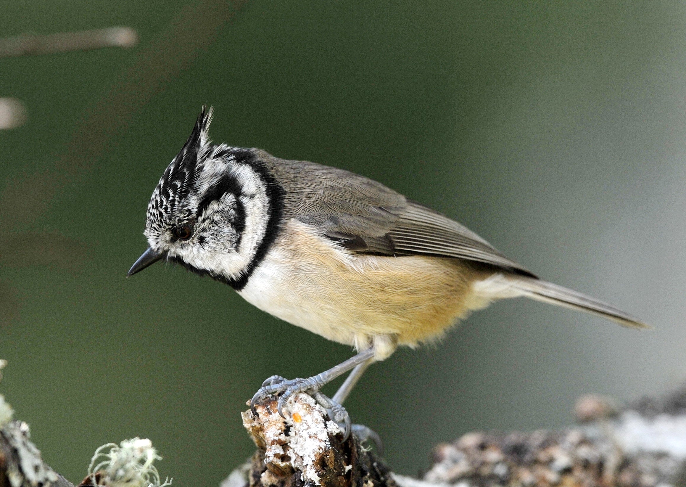 Crested Tit Loch Garten Scotland # 3