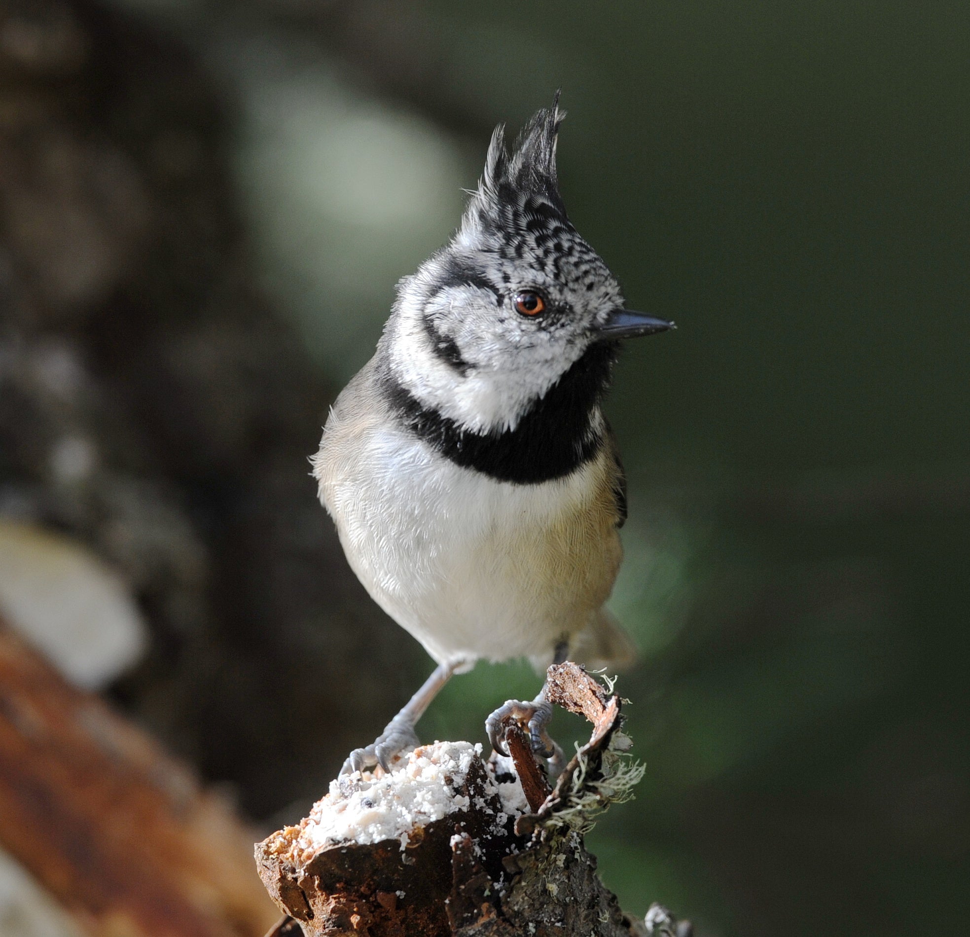 Crested Tit Loch Garten Scotland # 4