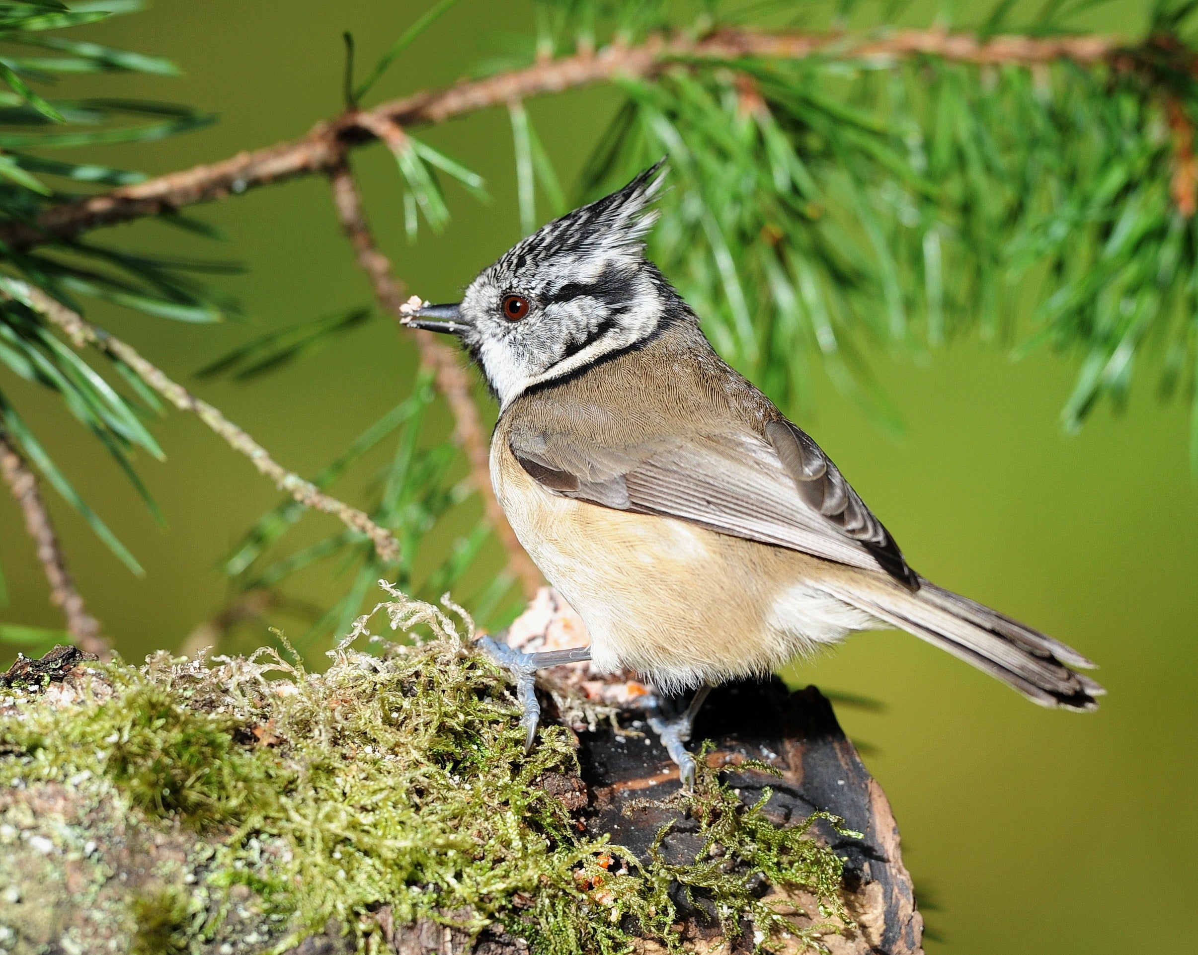 Crested Tit Loch Garten Scotland # 5