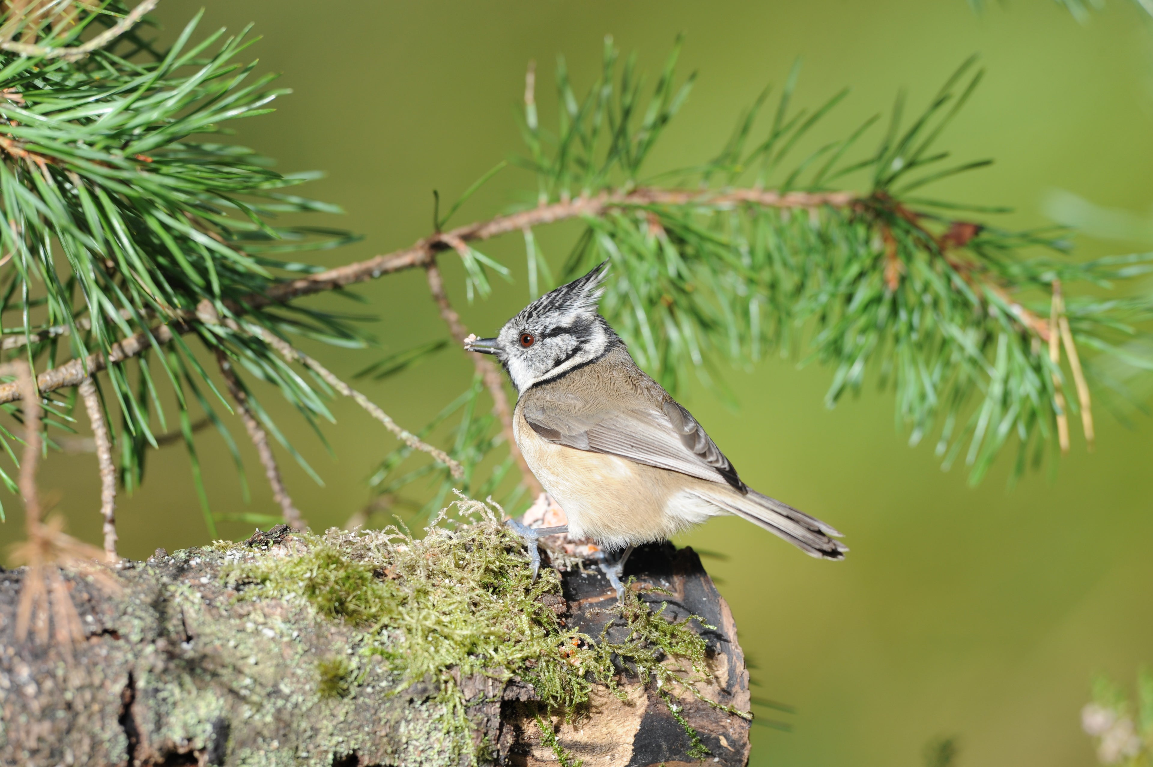 Crested Tit Loch Garten Scotland # 7