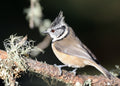 Crested Tit Loch Garten Scotland # 6