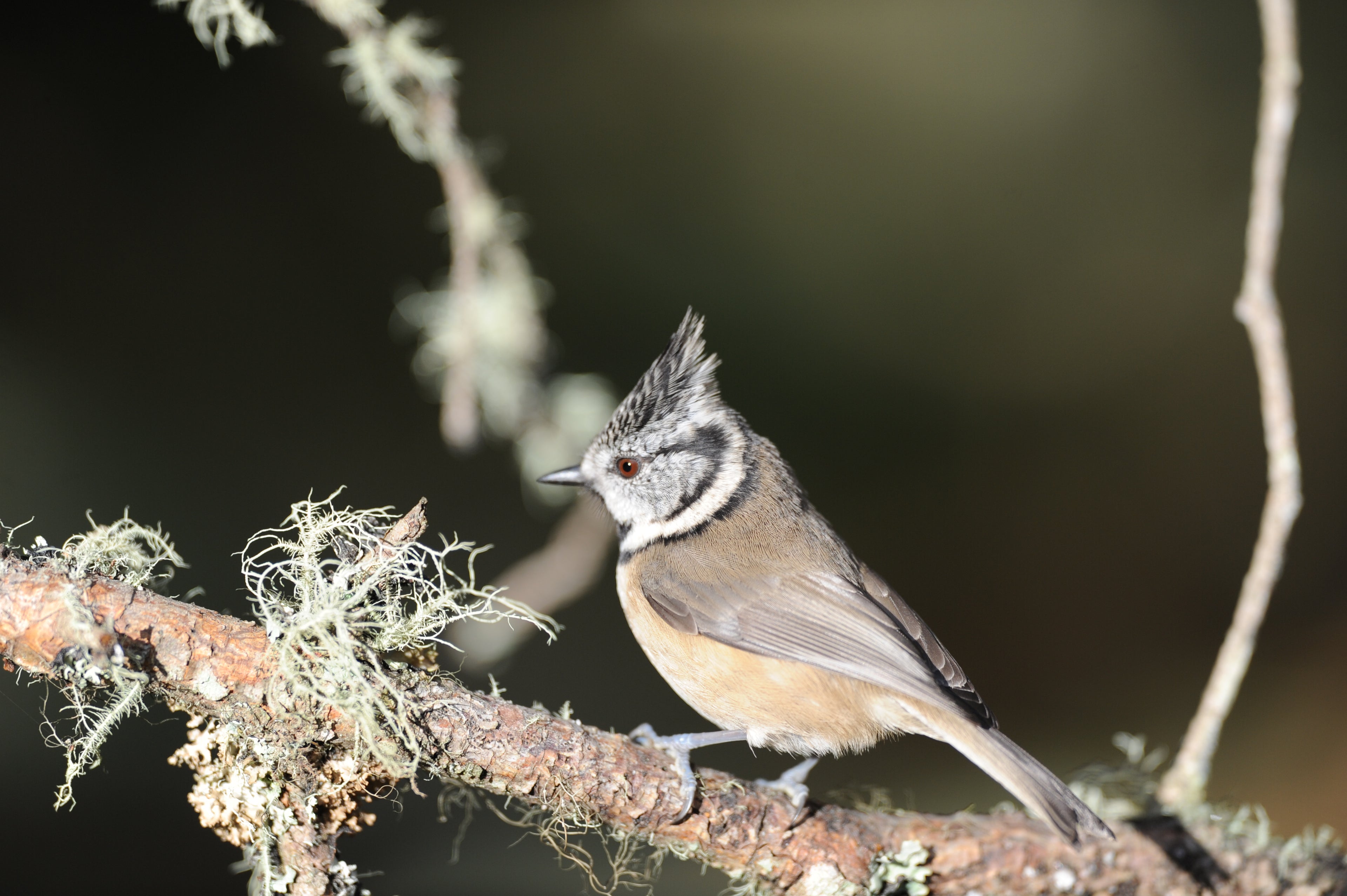 Crested Tit Loch Garten Scotland # 8