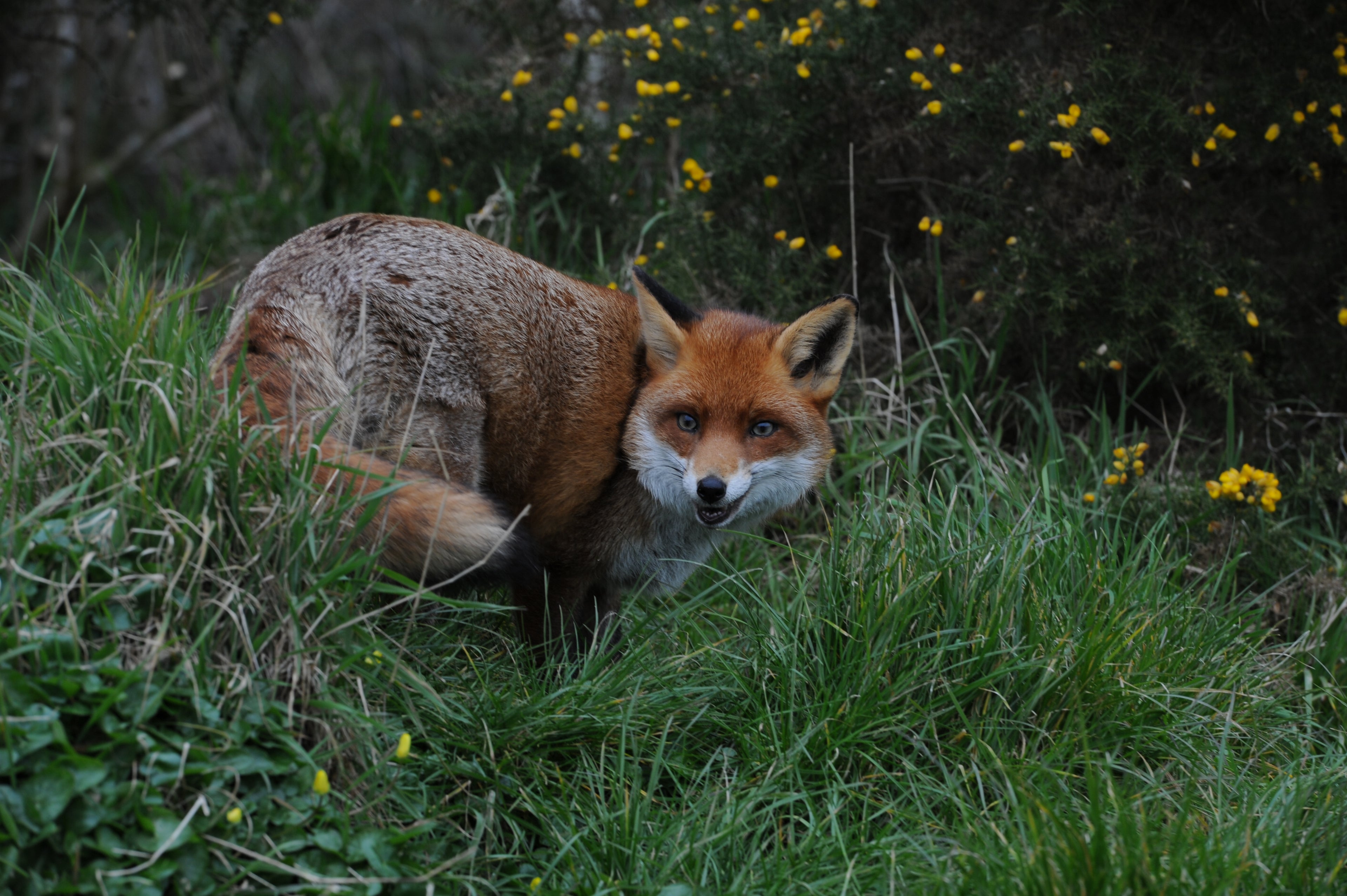 Fox The British Wildlife Centre Surrey # 1