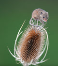 Harvest Mouse The British Wildlife Centre Surrey # 1