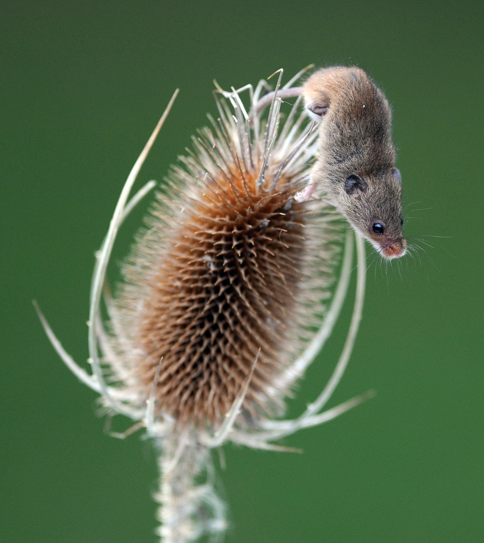 Harvest Mouse The British Wildlife Centre Surrey # 2