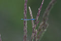 Common Blue Damselfly Rutland Water # 2
