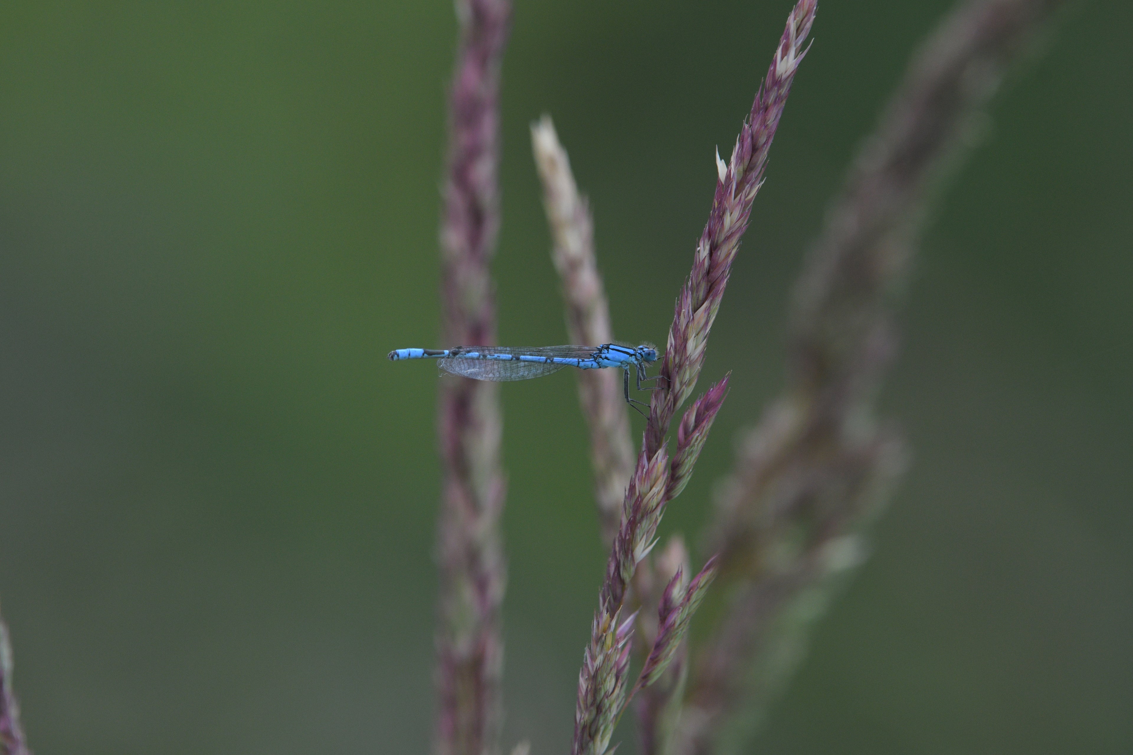 Common Blue Damselfly Rutland Water # 2