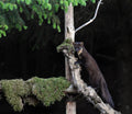Female Pine Marten 'Tinker' Pine Marten Hide Moray # 1