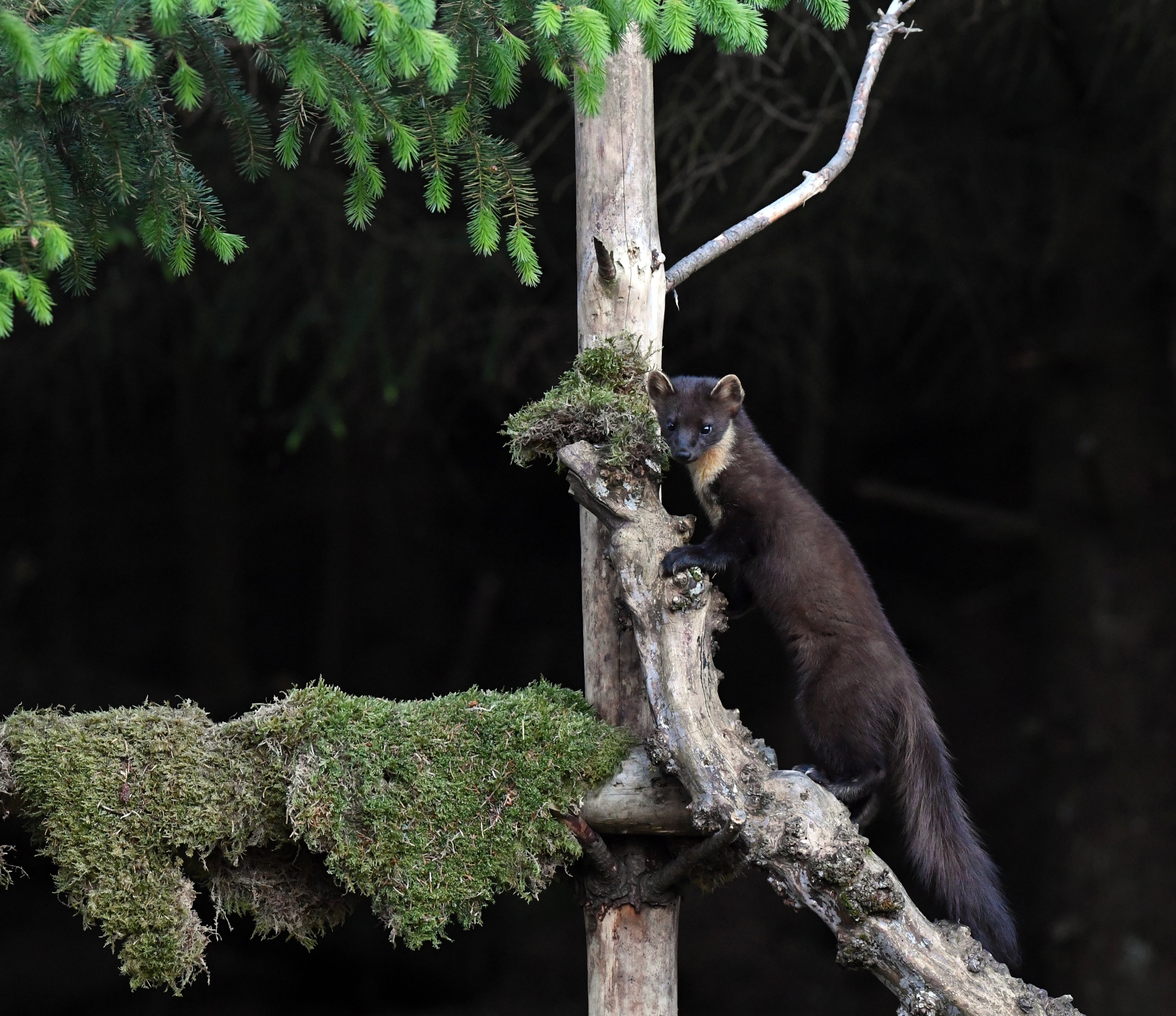 Female Pine Marten 'Tinker' Pine Marten Hide Moray # 1