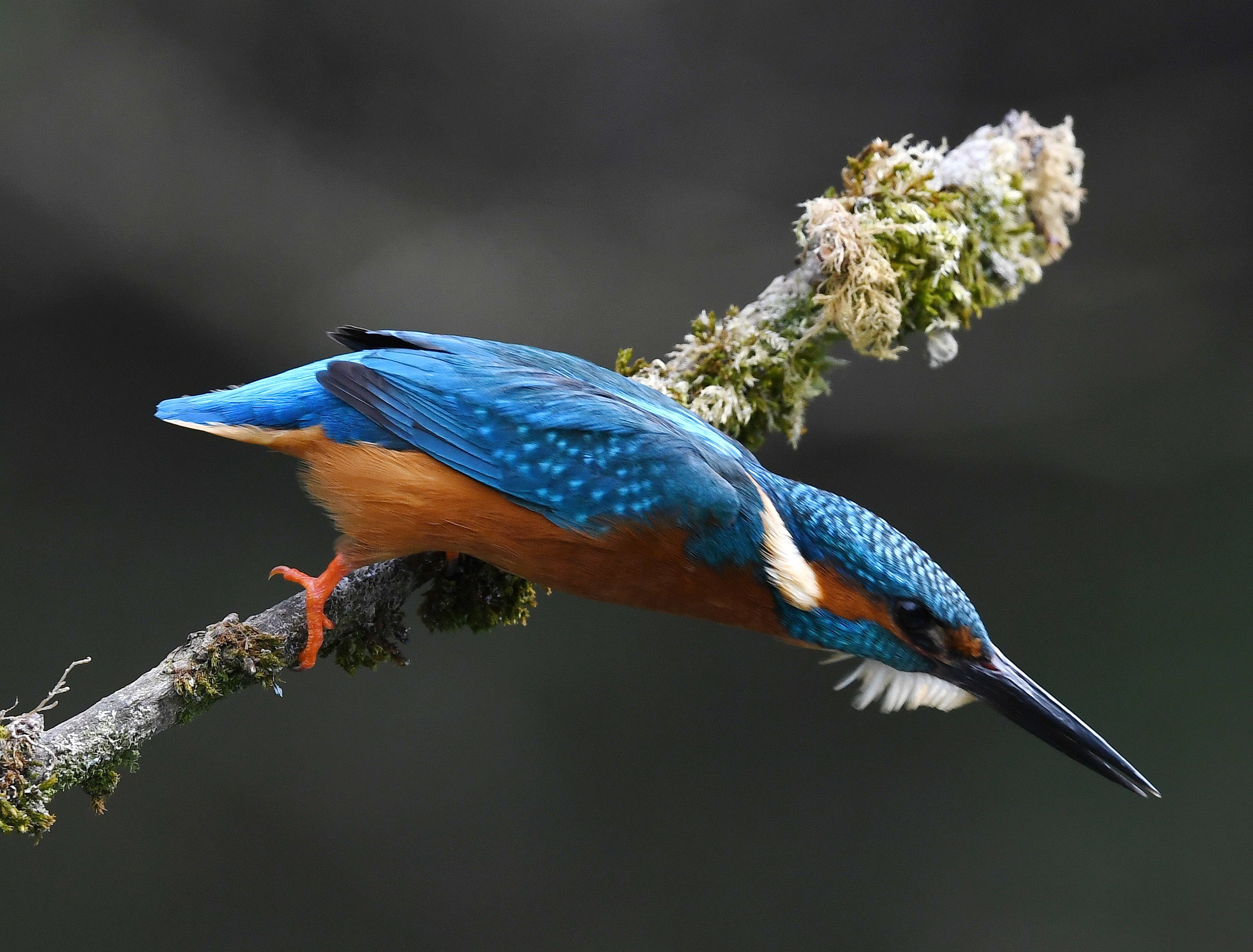 Kingfisher Shrewsbury # 2