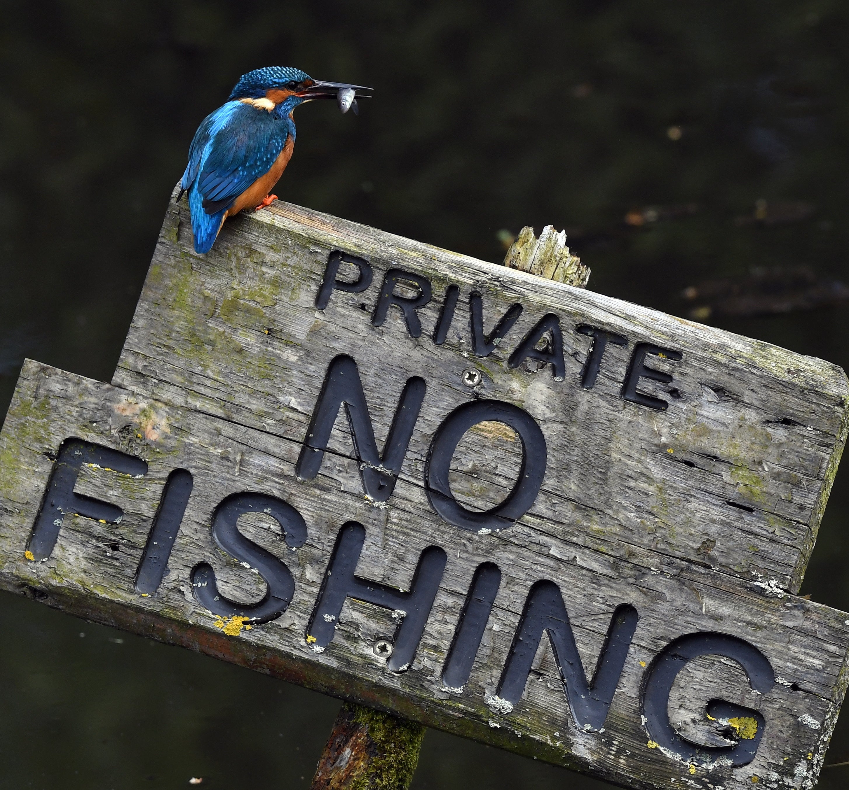 Kingfisher 'No Fishing" Shrewsbury