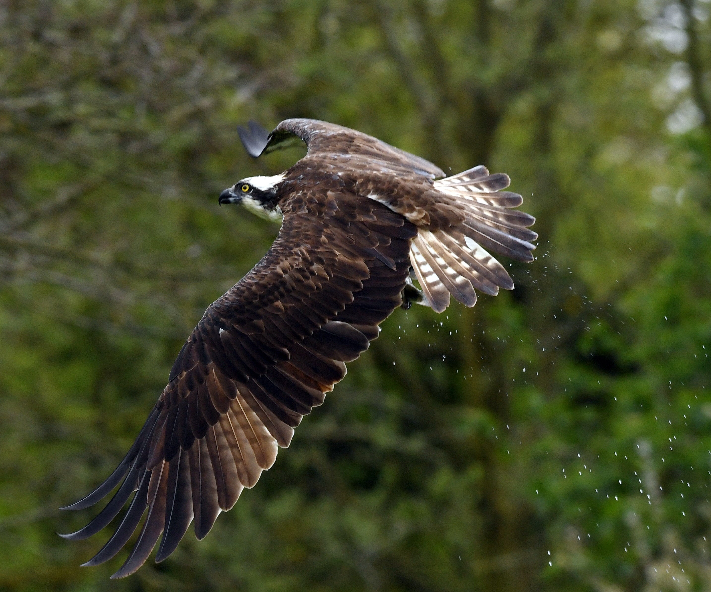 Osprey 'Trossachs Osprey Hide' Scotland # 1