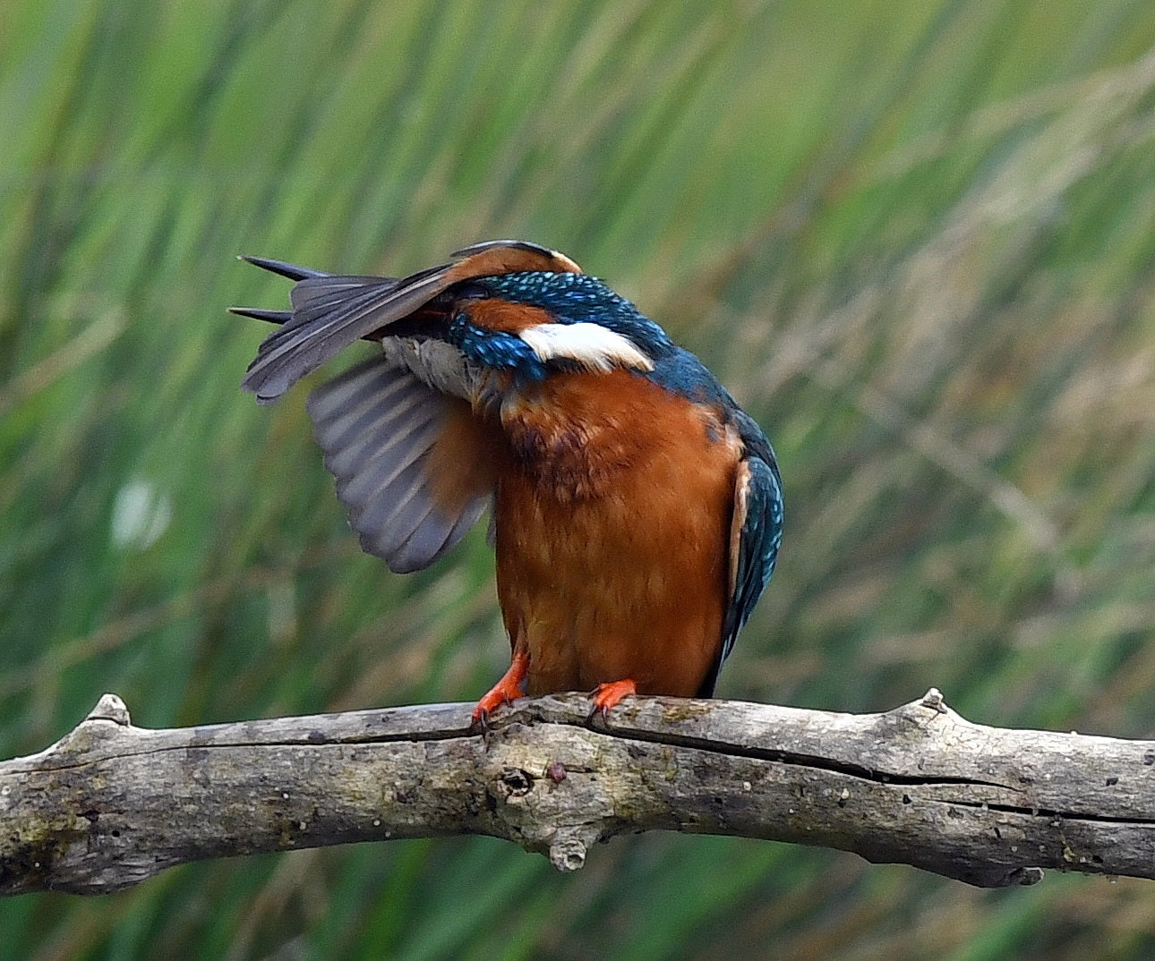 Kingfisher Shrewsbury # 3